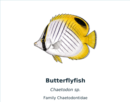 Butterflyfish identification example from the ECO Diver fish slate