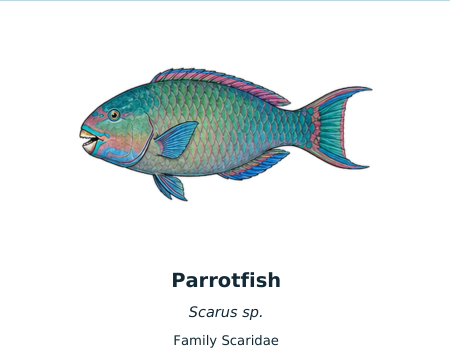 Parrotfish identification example from the ECO Diver fish slate