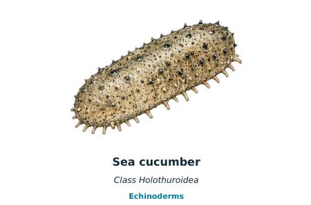 Sea cucumber identification example from the ECO Diver invertebrate slate